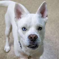 Thumbnail photo of Astro #3