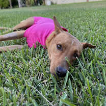 Thumbnail photo of Sadie #2