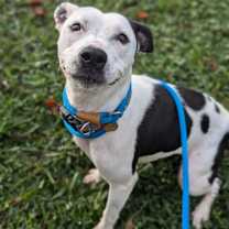 Thumbnail photo of Chickpea Salad - In Foster #1