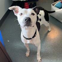 Thumbnail photo of Chickpea Salad - In Foster #4