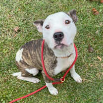 Thumbnail photo of Piper #1