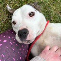 Thumbnail photo of Piper #2