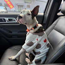 Thumbnail photo of Piper #3