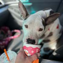 Thumbnail photo of Piper #4