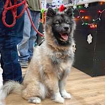 Thumbnail photo of Loki #3