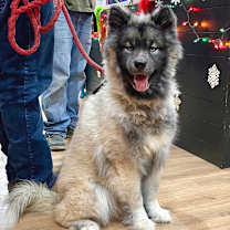 Thumbnail photo of Loki #4