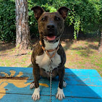 Thumbnail photo of Sierra #1