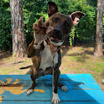 Thumbnail photo of Sierra #3