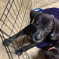 Thumbnail photo of Oolong #1