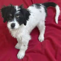 Thumbnail photo of Candy Cane #2