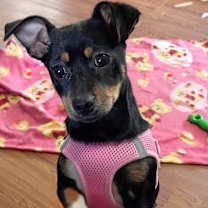 Thumbnail photo of Heidi #1