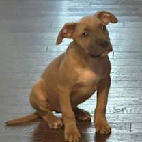 Thumbnail photo of Magotes #3