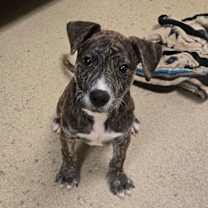 Thumbnail photo of Archer #1