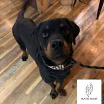 Thumbnail photo of Pepperoni #1