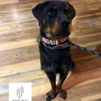 Thumbnail photo of Pepperoni #2