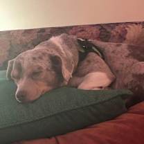 Thumbnail photo of Stevie *In Foster* #2