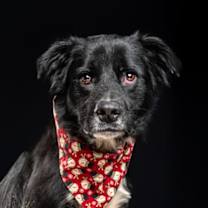 Thumbnail photo of King-adopted! #3