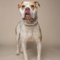 Thumbnail photo of Tobis #3