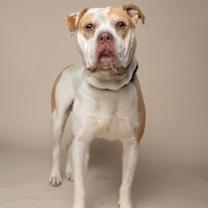 Thumbnail photo of Tobis #4