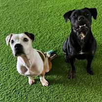 Thumbnail photo of Twist #4