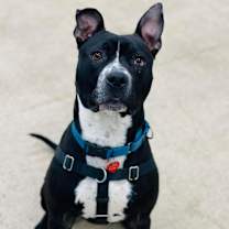 Thumbnail photo of Fredo #3