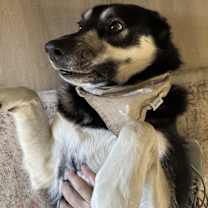 Thumbnail photo of Hazel #4