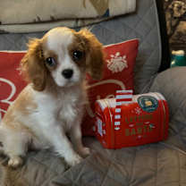 Thumbnail photo of Louie #2