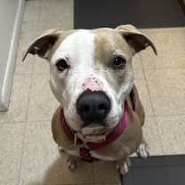 Thumbnail photo of Bella #1