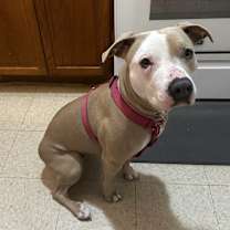 Thumbnail photo of Bella #3