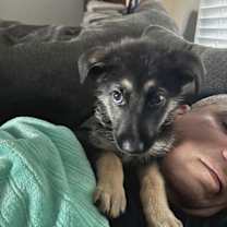 Thumbnail photo of Diesel the Puppy #1