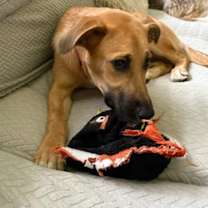 Thumbnail photo of Zuri #1