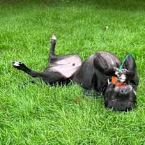 Thumbnail photo of Jax #3