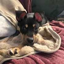 Thumbnail photo of Trapper #2