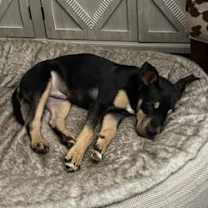 Thumbnail photo of Trapper #3