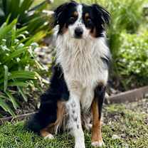 Thumbnail photo of Louie #2