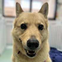 Thumbnail photo of Irises 13603 #3