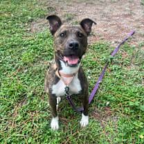 Thumbnail photo of Sierra #4