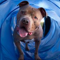 Thumbnail photo of Obi #2