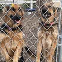 Thumbnail photo of Penny #3