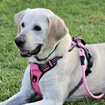 Thumbnail photo of Robbin #2