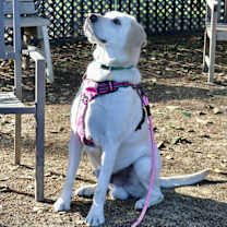 Thumbnail photo of Robbin #4