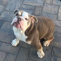 Thumbnail photo of Biscuit #3