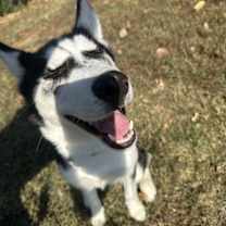 Thumbnail photo of Luna #1