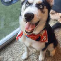 Thumbnail photo of Luna #4