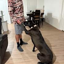 Thumbnail photo of Piper #4