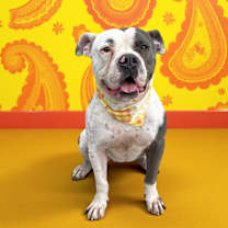 Thumbnail photo of Silvio-ADOPT Me! #3