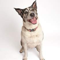 Thumbnail photo of Casper (bonded w/ Iggy) #2