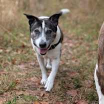 Thumbnail photo of Casper (bonded w/ Iggy) #3