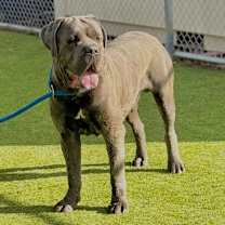 Thumbnail photo of THOR #2