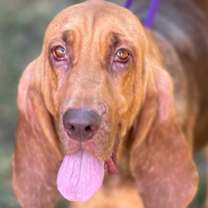 Thumbnail photo of Rubie #1